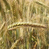 zboże